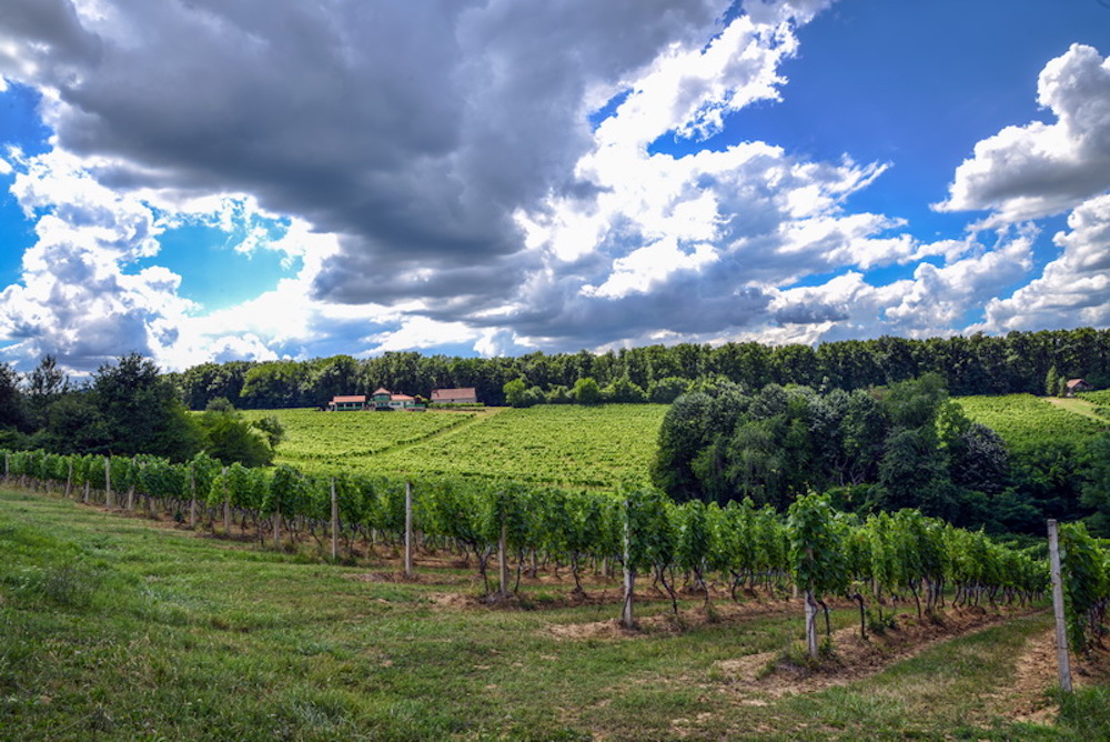 Wijngebied Slavonie